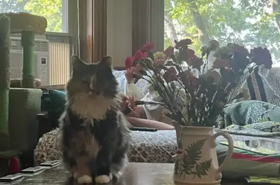 Missing cat Chicago, photo: Lost Marble Cat: Friendly, Needs Meds