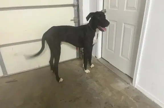 Found pets Fayetteville, photo: Found: Sweet Great Dane & Mix, Fayetteville