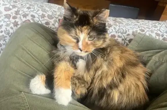 Missing cat Chicago, photo: Lost Marble Cat: Sweet, Asthmatic, W.35th
