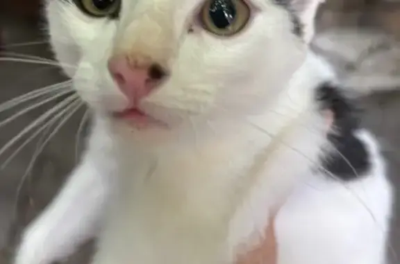 Animaux trouvés Castres, photo: Chaton trouvé sous voiture à Castres