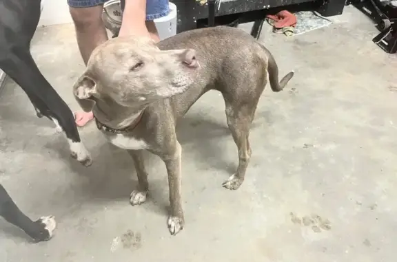 Found pets Fayetteville, photo: Sweet Found Dogs: Pit/Lab & Great Dane