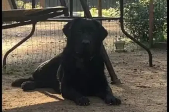 Lost Black Lab: 90lbs, Seizure Prone