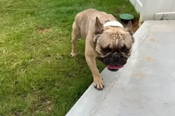 Found pets Charlotte, photo: Found Friendly Dog on Hamilton Road