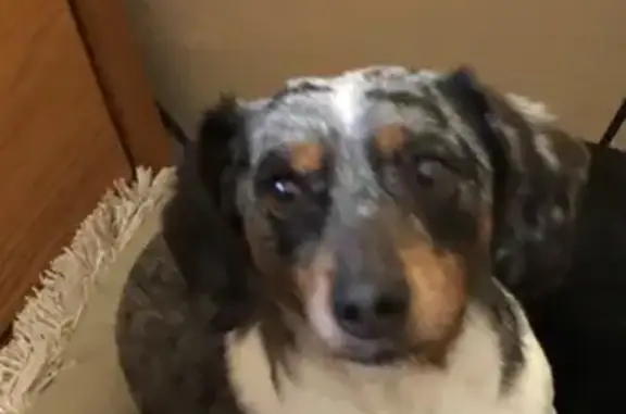 Lost Brindle Dog: Friendly & Chipped