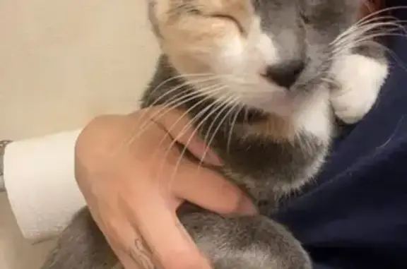 Lost Calico Cat Molly: Found on 22nd Ave