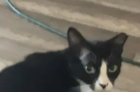 Missing cat Plainfield, photo: Lost Tuxedo Cat: Help Us Find Her!