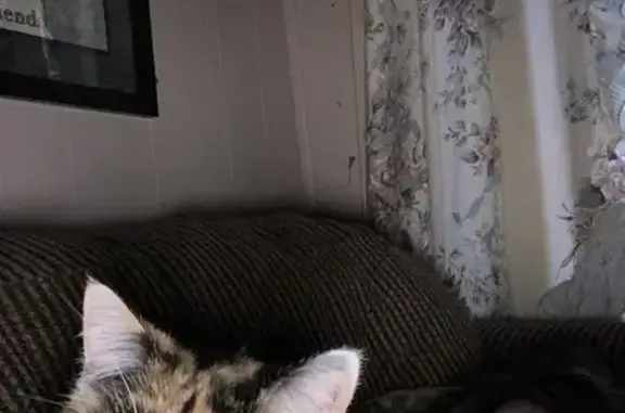 Lost Calico Cat 'Tiny' in Grantsburg