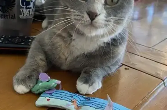 Lost Calico Cat: Friendly, Green-Eyed