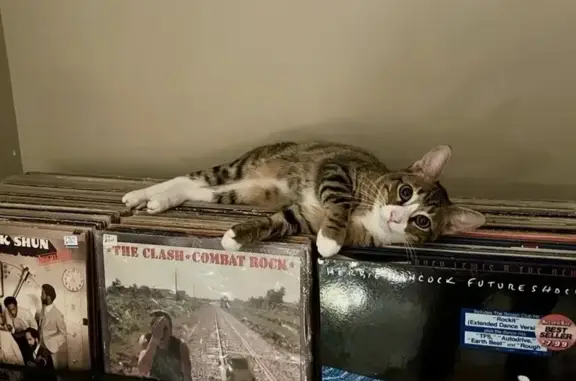 Lost Tabby: Help Find Tinker in Conyers!