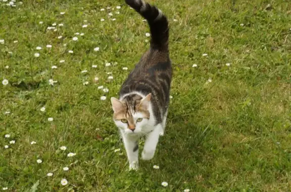Animaux perdus Serris, photo: Chat tigré perdu à Serris le 31/07 soir