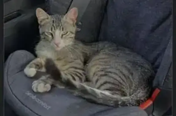 Animaux trouvés Villeneuve-lès-Bouloc, photo: Chat mâle gris-blanc trouvé, yeux verts