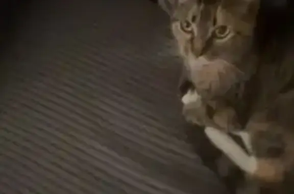 Lost: Friendly Brown Cat, Elder Ave