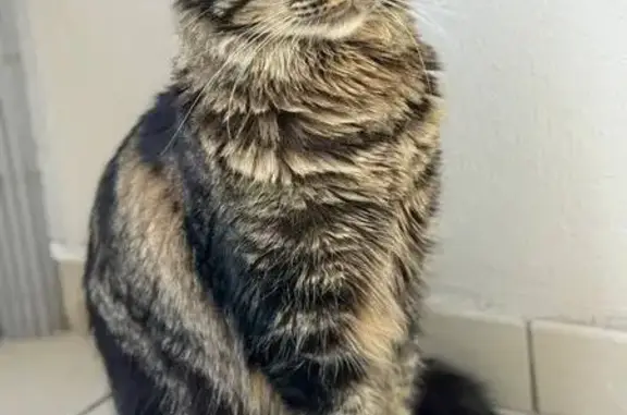 Animaux perdus Boulogne-Billancourt, photo: Chat tigré perdu, 3 ans, Boulogne-Billancourt