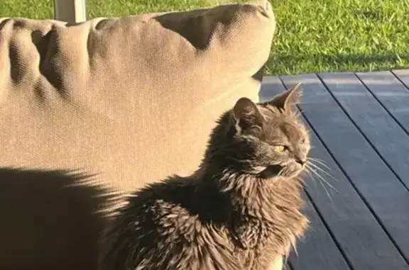 Chatte grise perdue à Sorgues - photo