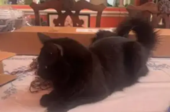 Lost and found pets Tracy, photo: Lost Black Cat with Curly Tail in Tracy