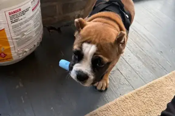 Lost 4-Month Bully Puppy: Reward Offered