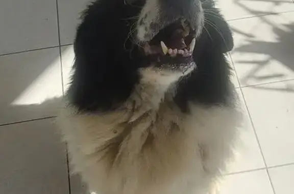 Animaux trouvés Prunelli-di-Fiumorbo, photo: Chien croisé blanc/noir trouvé à Prunelli