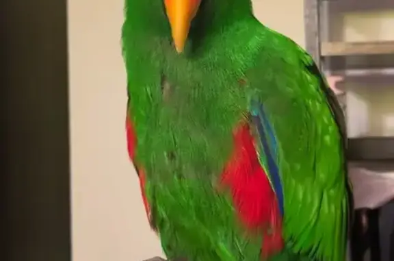 Lost pets London, photo: Lost Green Eclectus on Chandos Rd, London