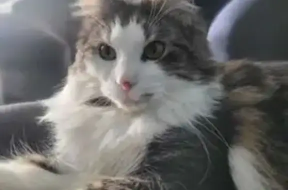 Animaux perdus Reichshoffen, photo: Chat perdu blanc/gris, tâche nez, Reichshoffen