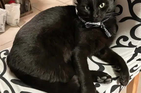 Chat noir perdu, yeux jaunes, Frontignan - photo