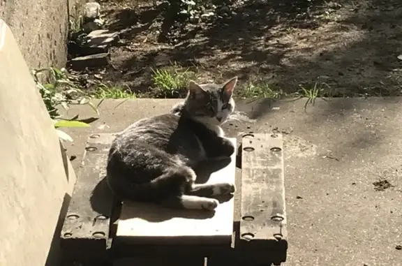 Missing Friendly Cat: Monk from Affton