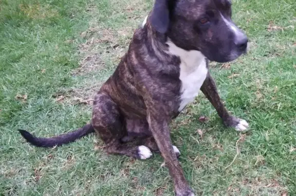 ¡Ayuda! Bogar, perro atigrado perdido