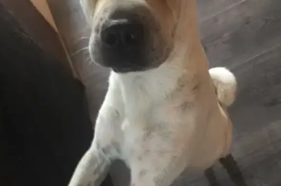 Chien perdu, blanc tacheté marron, Beuvry - photo