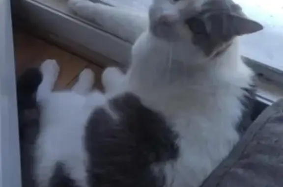 Chatte grise et blanche perdue à Périgueux - photo