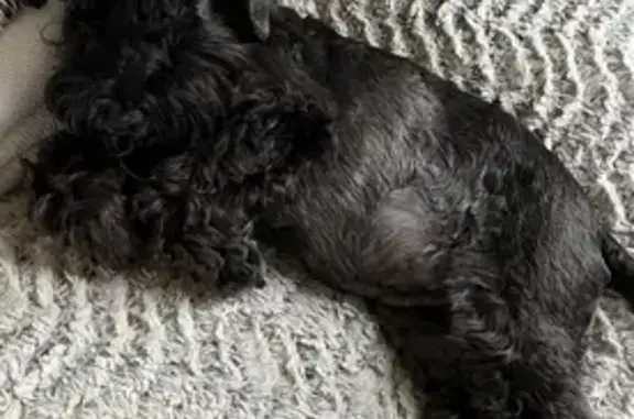 Chien perdu Gassin, photo : Chien noir 13 ans perdu à Gassin