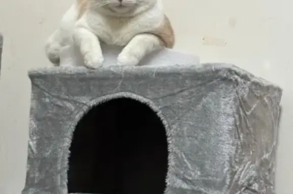 Lost and found pets , photo: Lost Cat on 52nd St: Help Find 749!