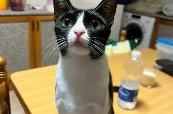 ¡Ayuda! Gata Blanca y Negra Perdida en Málaga