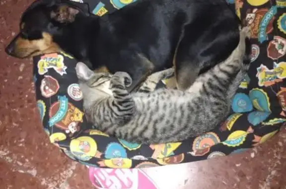 Se busca: Gatito perdido en Gabia Grande