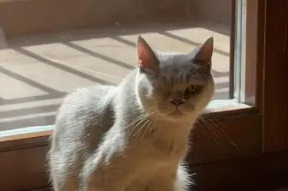 Gato Gris Perdido: Un Ojo, Chip - Barbastro