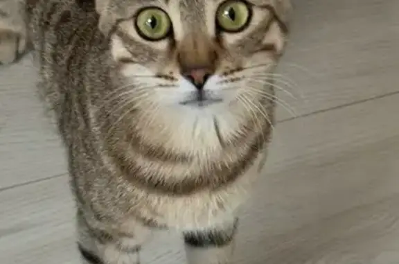 Animaux trouvés Mâcon, photo: Chat trouvée tremblante rue Victor Hugo