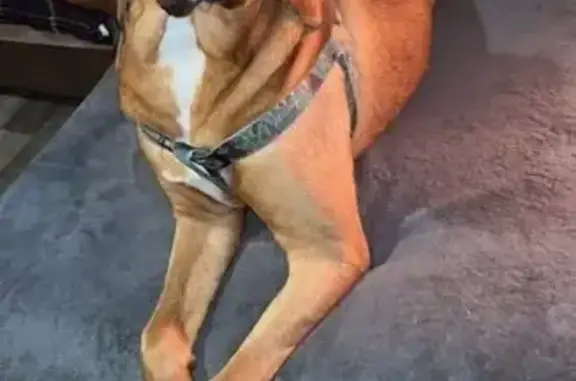 Lost Bloodhound Athena in Bogue Chitto