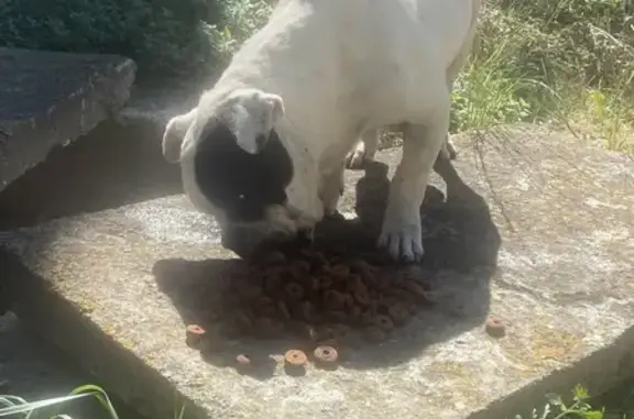 Bouledogue noir et blanc trouvé à Entraigues - photo