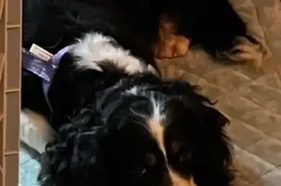 Lost Dog: Skittish, Purple Harness, Teal Leash