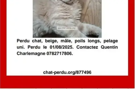Chat perdu, , photo: Chat beige perdu, peureux, Rambures