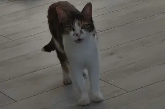 Animaux perdus Toulon, photo: Chat tricolore perdu, pucée, Rue Uranie