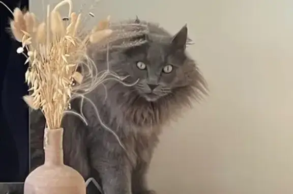 Chat gris perdu, répond à Patch, La Fare - photo