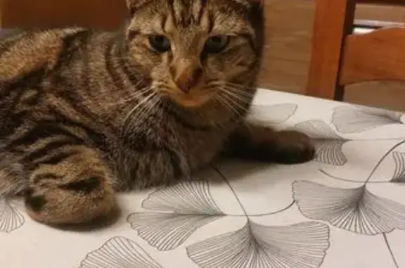 Chat mâle tigré perdu à Feytiat - photo