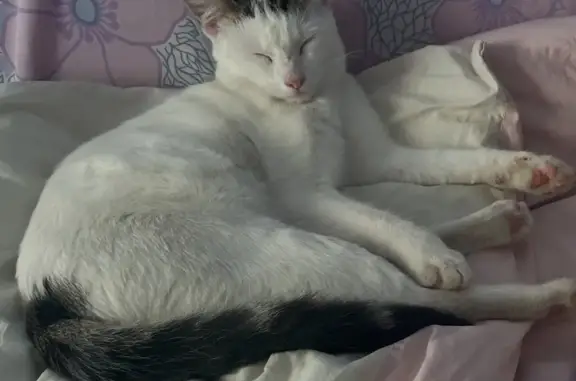 Chat perdu : blanc, queue noire, peureux - photo