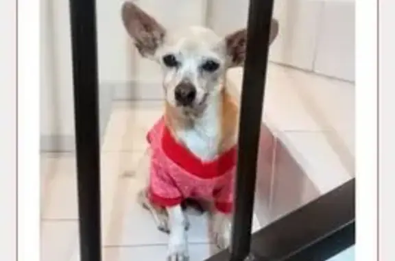 ¡Ayuda! Chihuahua perdido en Apodaca