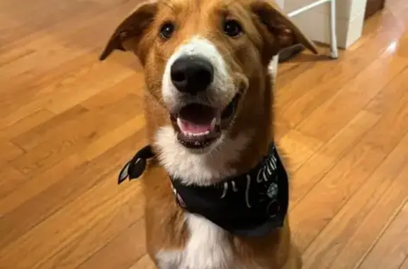 Help Find Sadie: Lost Brown/White Lab