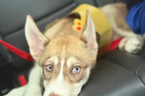 Lost Dog: Tan & White, Blue-Eyed 'South'