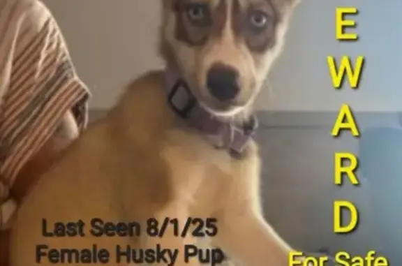 Lost Siberian Husky on W 33rd St, NYC