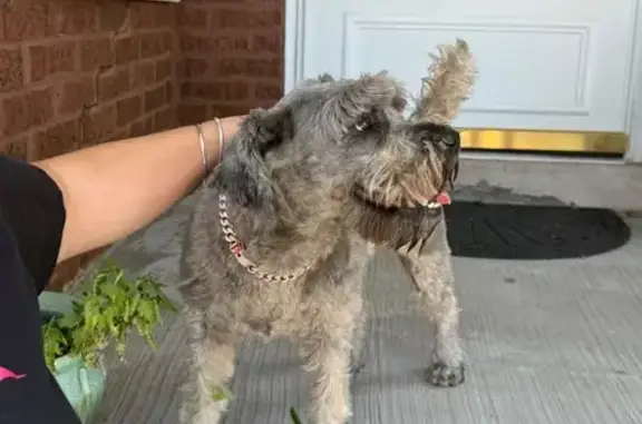 Lost and found pets Chicago, photo: Found: Obedient Dog in Rose Gold Chain