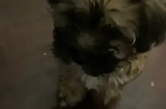 Lost Chubby Brown Dog on Silver Dollar Ave