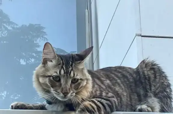 Gato Atigrado Perdido con AirT...
