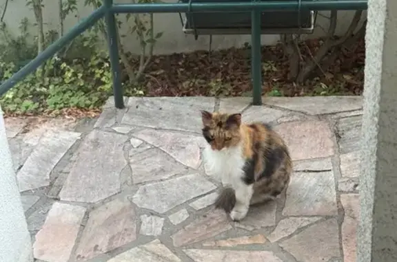 Chatte tricolore sociable trouvée à Aulnay - photo